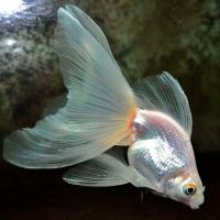 Рыба Вуалехвост