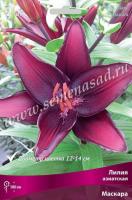Лилия Азиатская Маскара (14/16) 2шт
