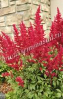 Астильба Арендса Ред Чарм (I) 1 шт