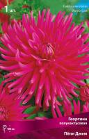 Георгина полукактусовая Пёпл Джем (I) 1 шт