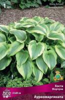 Хоста Форчуна Ауреомаргината (I) 1 шт