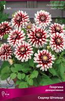 Георгина декоративная Сидлер Штольце (I) 1 шт 