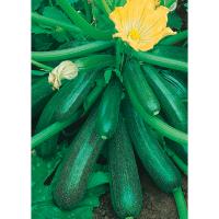 Кабачок Диамант F1 Н21 5шт Гавриш