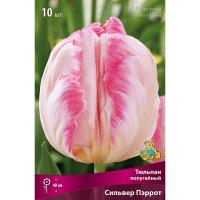 Тюльпан Попугайный Сильвер Пэррот (цвет слоновой кости с кремово-желтыми язычка, 7шт, 11/12) 