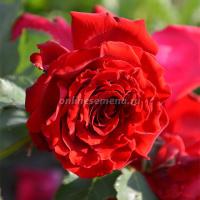 Саженцы Роза плетистая Грандесса