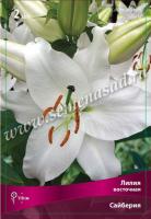 Лилия Восточная Сайберия (12/14) 5 шт