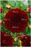 Георгина декоративная Арабиан Найт (I) 1 шт