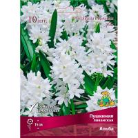 Пушкиния Ливанская Альба (10шт, 6+) 839650