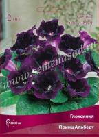 Глоксиния Принц Альберт (4/5) 2 шт