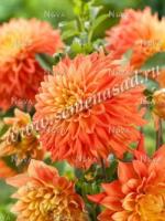 Георгина декоративная Неон Сплендер (I) 1 шт