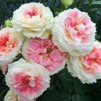 Саженцы Роза плетистая Цезарь