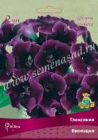 Глоксиния Виолацея 