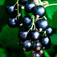 Саженцы Смородина черная Марьюшка 827700