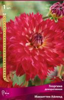 Георгина декоративная Манхеттен Айленд (I) 1 шт