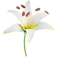 Стикер садовый Лилия Аполло 108842