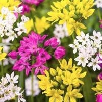 Микс Аллиумов Дуэт 12/14