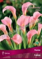 Калла Самур 14/16