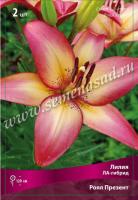 Лилия ЛА-Гибрид Ройал Презент (12/14) 5 шт 744664