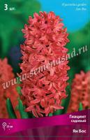 Гиацинт Садовый Ян Бос (14/15) 3шт.