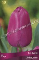 Тюльпан Триумф Блу Бьюти (11/12) 10 шт