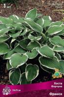 Хоста Форчуна Франсе (I) 1 шт