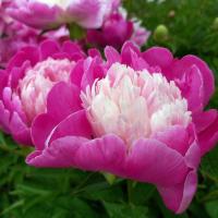 Пион молочноцветковый Гей Пари (1шт,2-3) 