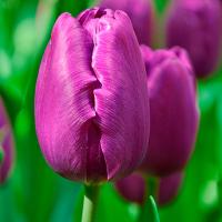 Тюльпан Триумф Негрита ( 10шт, 11/12) 827189