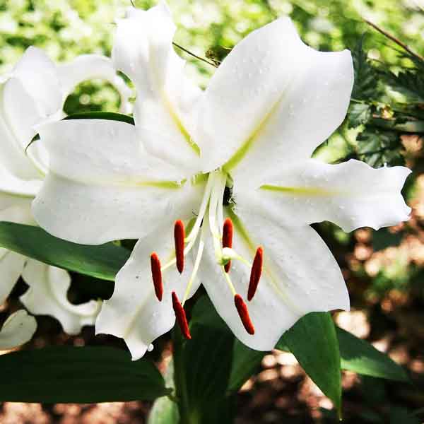 Лилия Восточная Кристал Бланка (16/18) 1 шт 821195