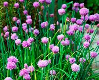 Лук шнитт Эгоист 0,25г