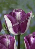 Тюльпан Триумф Хотпэнтс  (12+) 5 шт