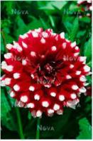 Георгина декоративная Дуэт (I) 1 шт 