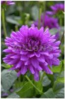 Георгина декоративная Клодетт (I) 1 шт