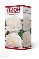 Пион молочноцветковый Мазерс Чойс