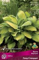 Хоста Форчуна Голд Стандарт (I) 1 шт