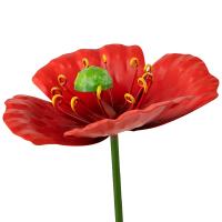 Стикер садовый Мак самосейка 108845