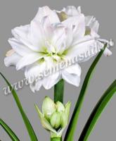 Амариллис махровый Арктик Нимф (24/26) 1 шт