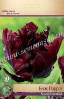Тюльпан Попугайный Блэк Пэррот (11/12) 10 шт