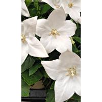 Поиск Платикодон Спаркл Вайт 10шт 