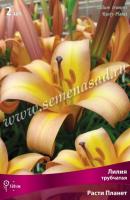 Лилия Трубчатая Расти Планет