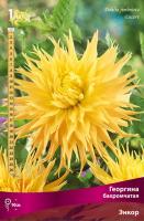 Георгина бахромчатая Энкор (I) 1 шт 