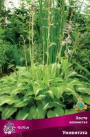 Хоста волнистая Унивитата (I) 1 шт 