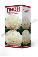 Пион молочноцветковый Ширли Темпл