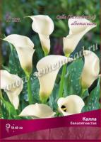 Калла Белопятнистая (14/16) 1шт