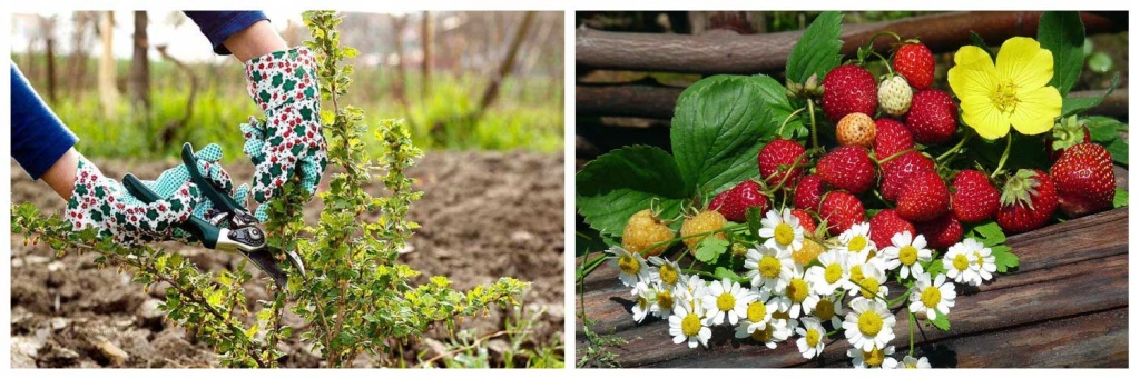 Ягодники.jpg Ягодники.jpg