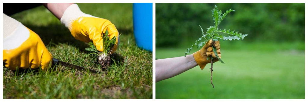 сорняки(1).jpg сорняки(1).jpg