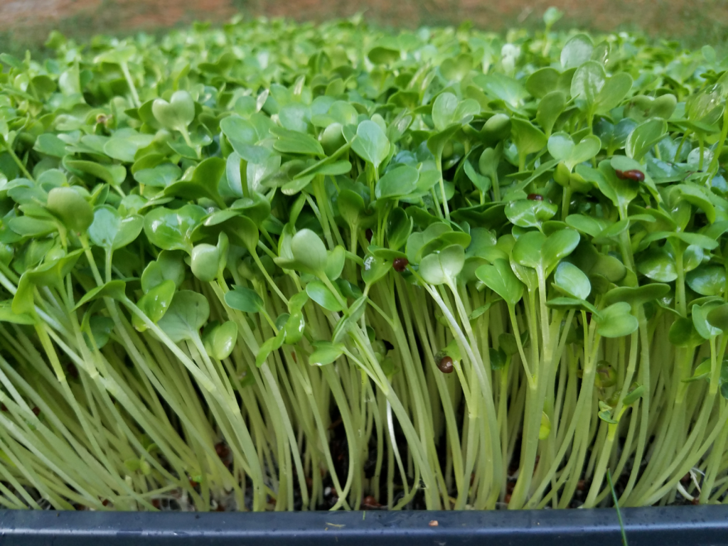 семена микрозелени