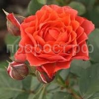 Без названия (1) Без названия (1)