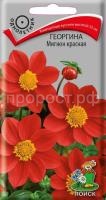 Георгина Мигнон красная Георгина Мигнон красная