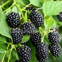 ежевика вон