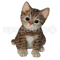 котенок полос котенок полос